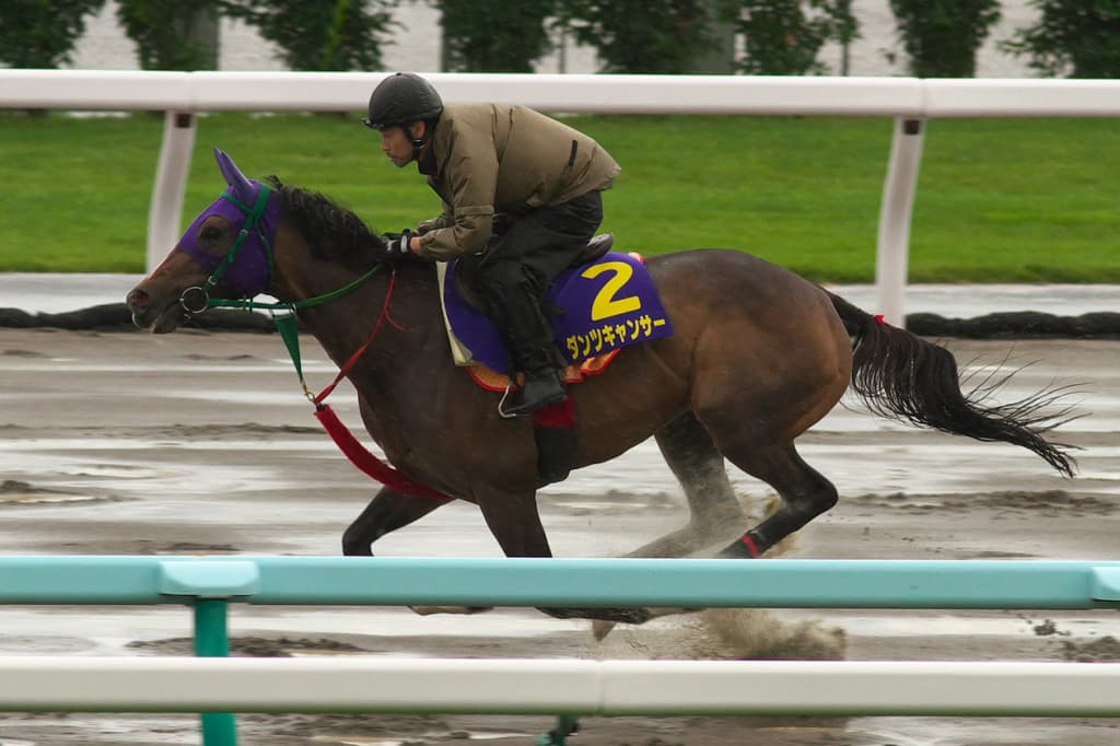 【京都牝馬S注目馬2017】穴党は見逃せないダンツキャンサー！平坦の芝1400はベスト舞台