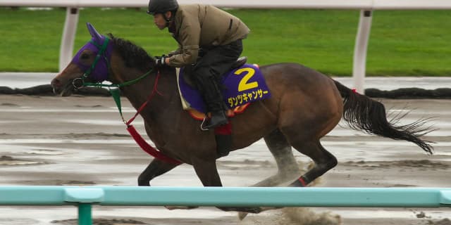【京都牝馬S注目馬2017】穴党は見逃せないダンツキャンサー！平坦の芝1400はベスト舞台