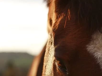 【マーガレットS予想2017】ここは賞金加算必須のディバインコード！