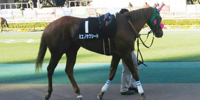 【中京記念2018予想】ステイゴールド産駒の5歳牝馬ミエノサクシードが穴をあける！