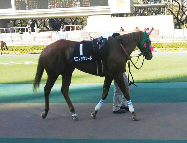 【中京記念2018予想】ステイゴールド産駒の5歳牝馬ミエノサクシードが穴をあける！