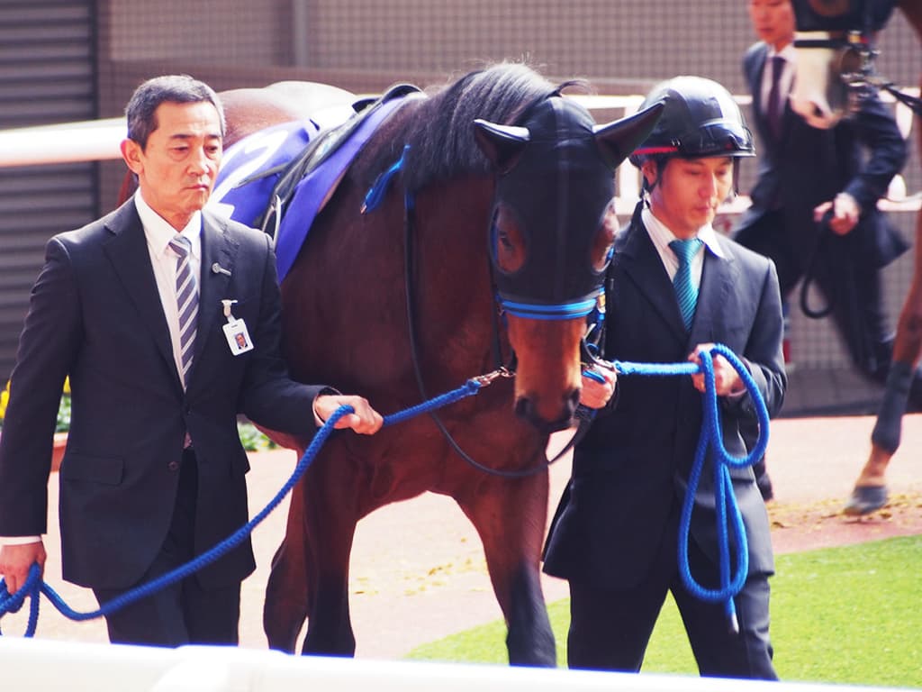 【阪急杯2017予想】紛れの少ない少頭数なら、”本命”は当然この馬