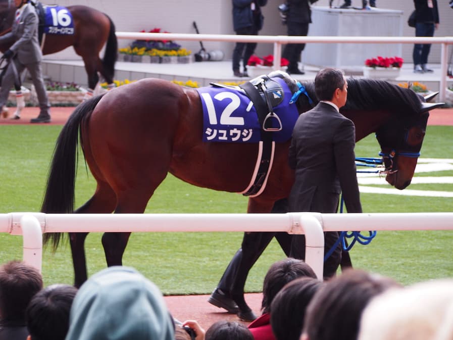【阪急杯2017予想】シュウジ、ここは確勝