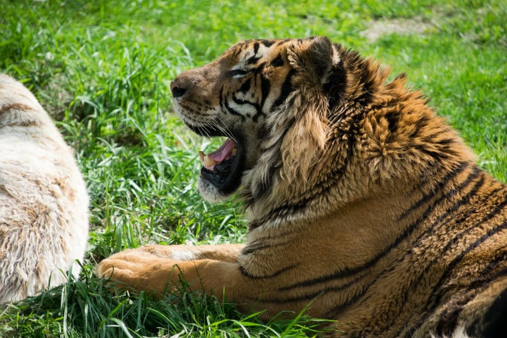 【昇竜S予想2017】左回りダート1400mならシゲルベンガルトラにお任せ！