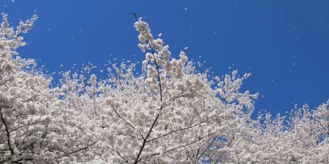 【大阪杯2017予想】桜の季節に桜が満開！サクラアンプルール