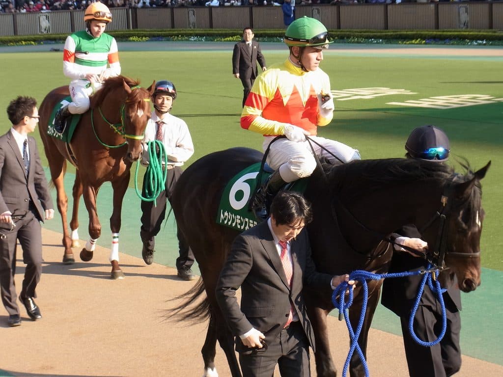 トウシンモンステラ