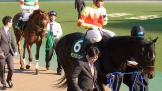 トウシンモンステラ