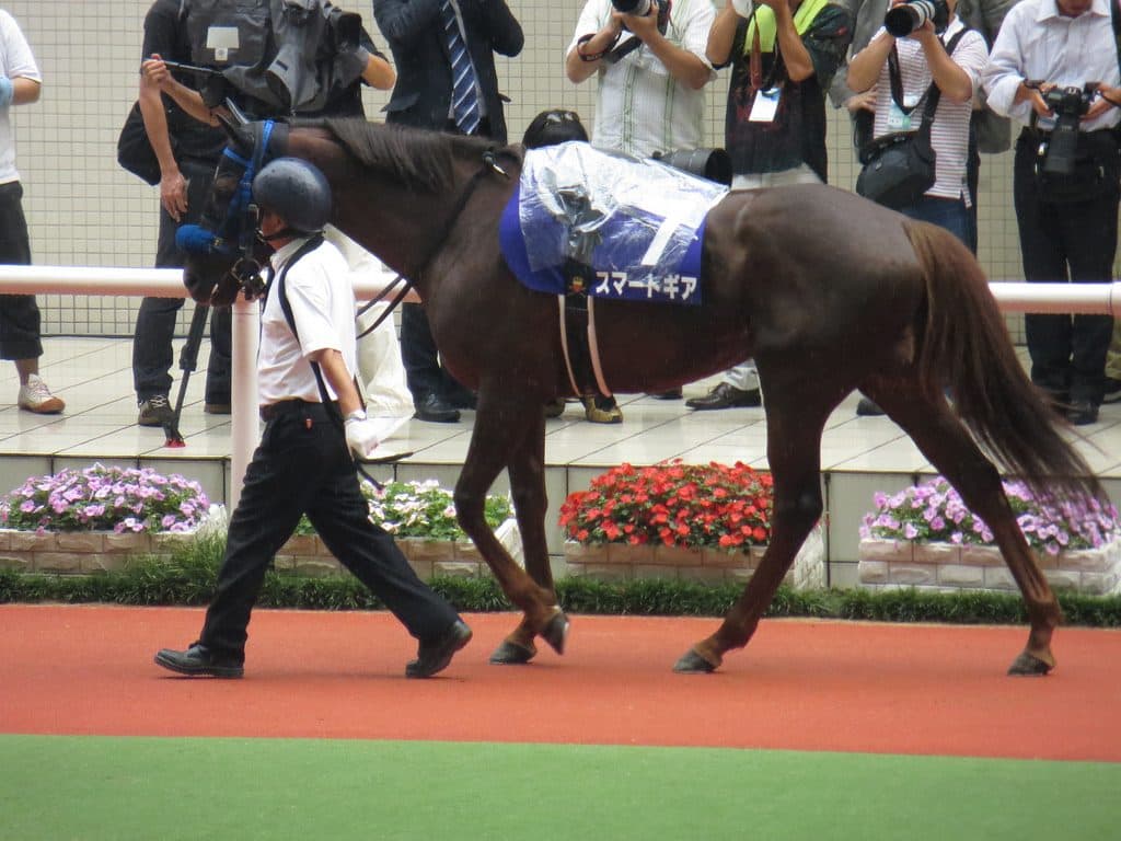 スマートギア、12歳で現役引退。岡田スタッドへ繋養