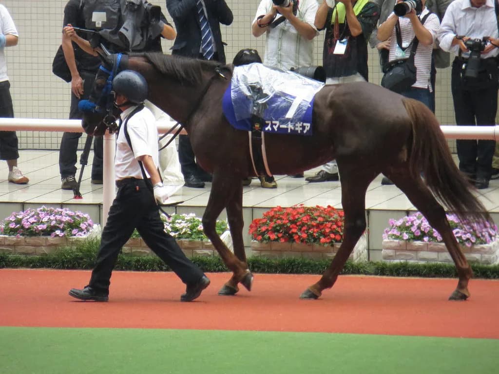 スマートギア、12歳で現役引退。岡田スタッドへ繋養