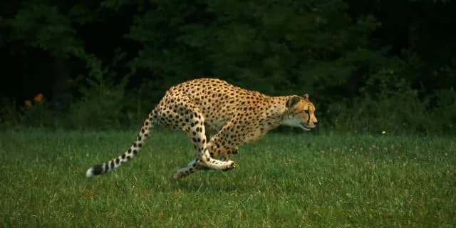 【フラワーC予想2017】衝撃の走りを再びファンディーナ！！