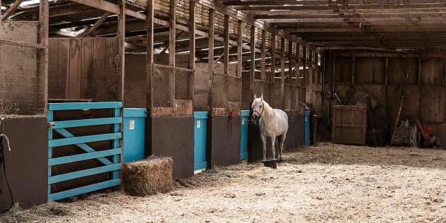 【中山牝馬S予想2017】休み明けも問題なし パールコード！！