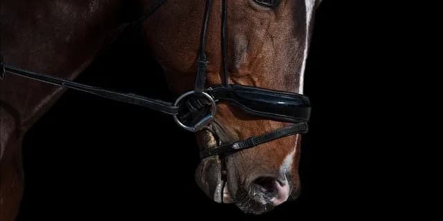 【金鯱賞2017予想】今週の”穴馬”は左回り巧者のこの馬だ！