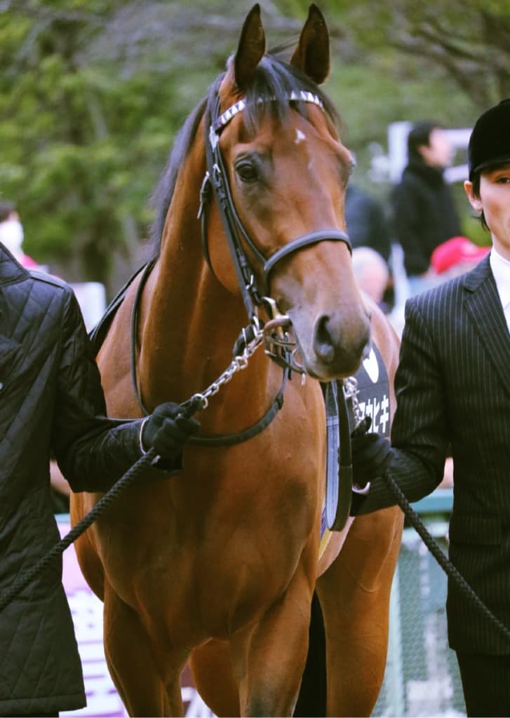 マカヒキ、秋は毎日王冠から！このままでは終われない