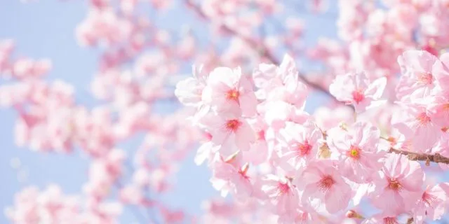 【桜花賞2019予想】平成最後の桜の女王は？ダノンファンタジーやグランアレグリアなど、出走予定馬を考察