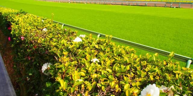 【ダービー卿CT予想2020】春のマイル戦線を盛り上げるハンデG3！プリモシーンやマイスタイルなど出走予定馬を考察