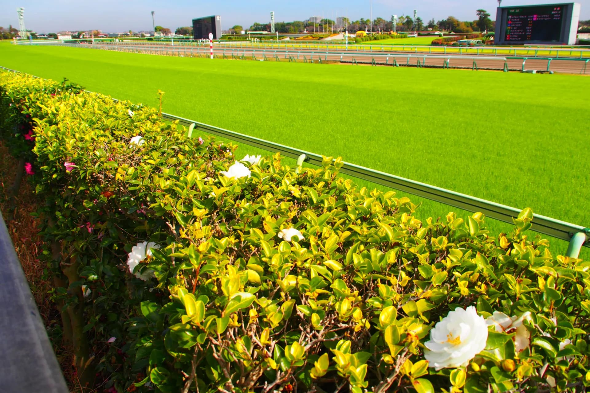真夏の競馬と真冬の競馬