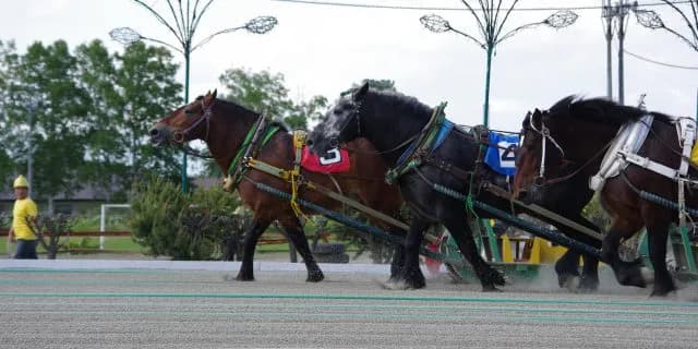 競馬だけの問題じゃない？ばんえい競馬復活へのカギ、まずは生産者から