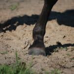 【福島民友C予想2025】狙いは人気薄の4歳馬か？