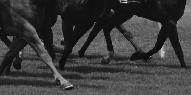 【レパードS】アディラート除外、重賞は2戦連続抽選突破ならず。6日は戸崎圭太騎手で天草特別へ