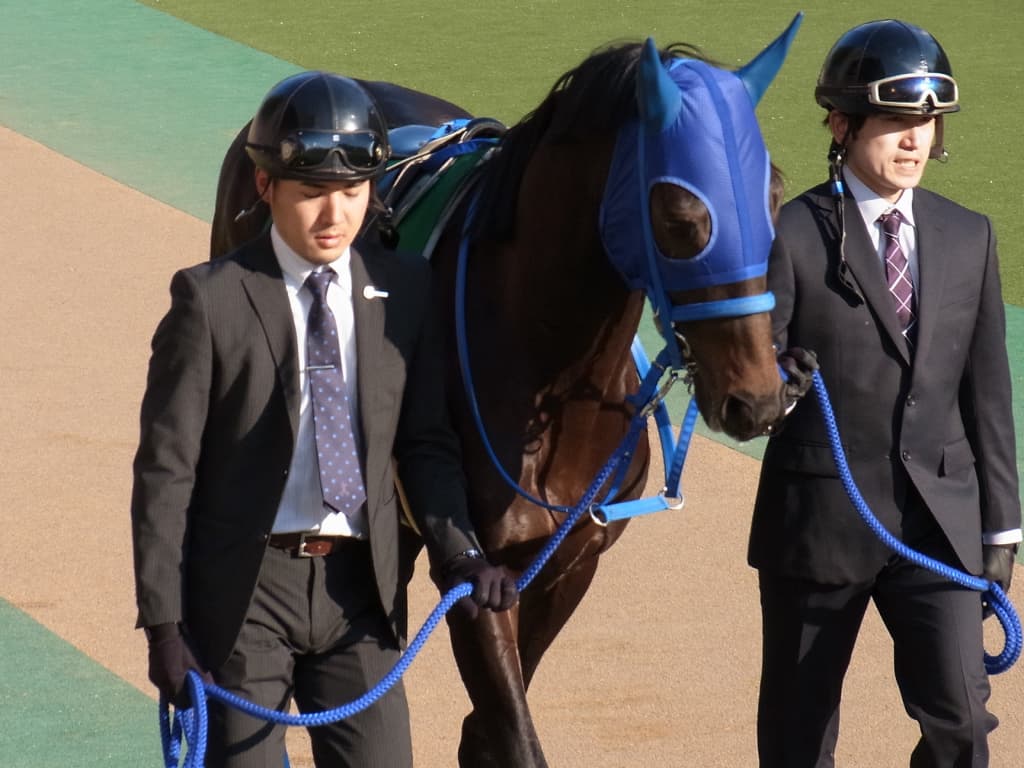 ケイアイチョウサン引退。乗馬に