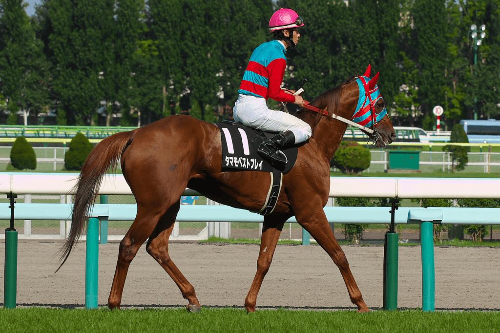 タマモベストプレイ引退、今後は乗馬に