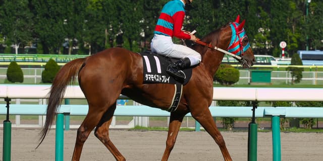 【天皇賞春2017予想】2強対決に食い込む”穴馬”はタマモベストプレイだ！