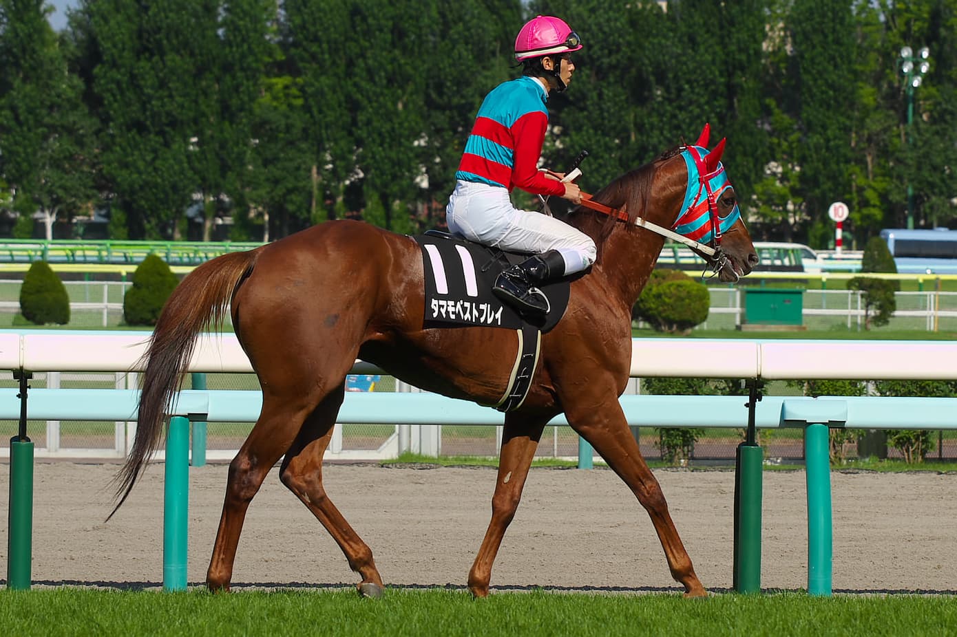 タマモベストプレイ引退、今後は乗馬に
