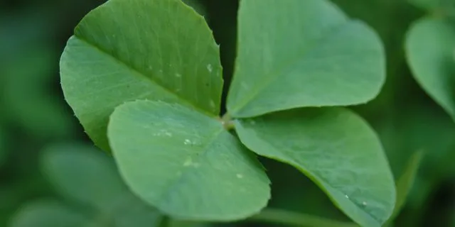 ダービーではやはり一番運のある馬を狙え！？