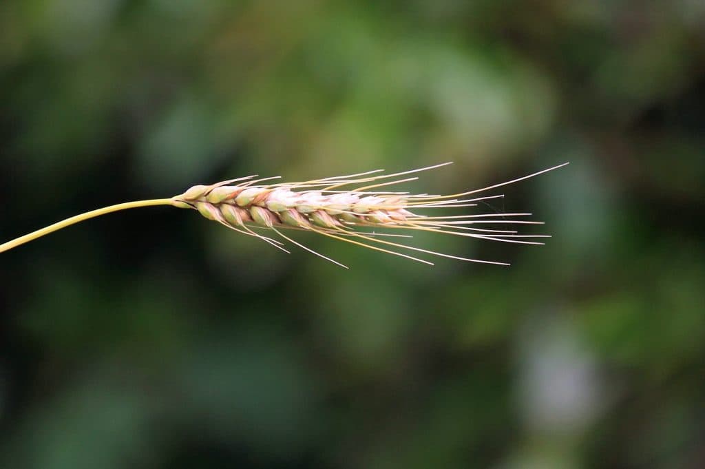 【麦秋S予想2017】降級馬ベストマッチョの底力が1枚上！！