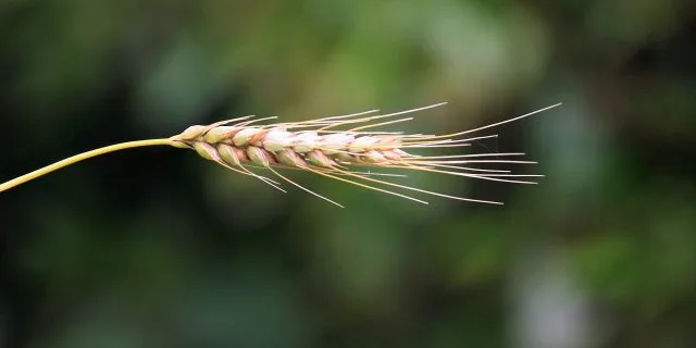 【麦秋S予想2017】降級馬ベストマッチョの底力が1枚上！！