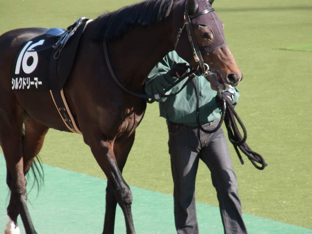 【目黒記念2017予想】大器晩成シルクドリーマー、遅咲きの花を咲かせるか？