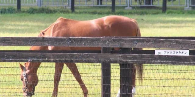 【馬ニアな話】ターフに現れた超光速素粒子