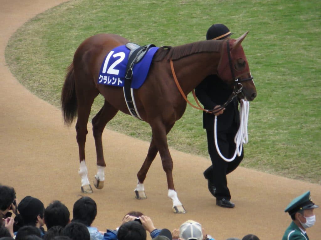 クラレント、現役引退。右脚屈腱炎を発症