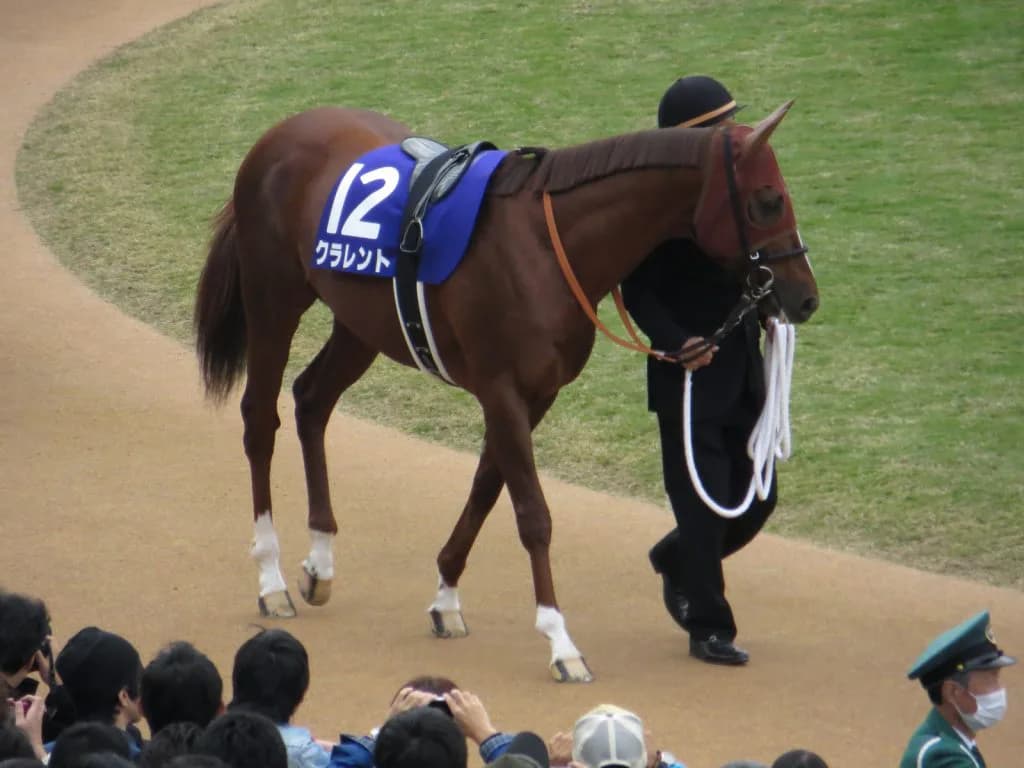 クラレント、現役引退。右脚屈腱炎を発症
