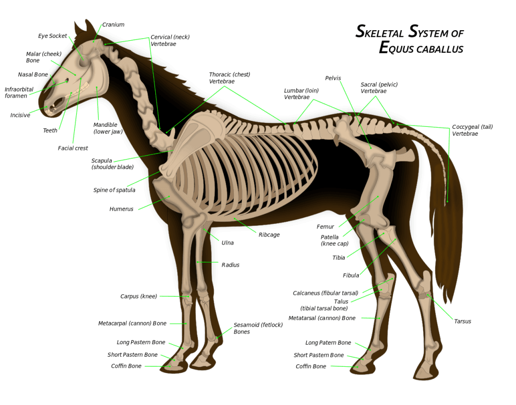 【日本ダービー予想2017】日本とも好相性の良血外国産馬ベストアプローチ