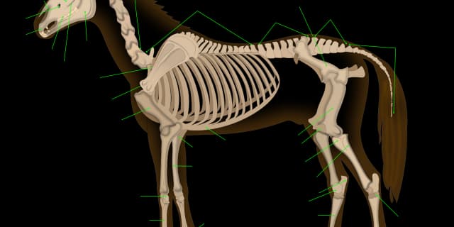 【日本ダービー予想2017】日本とも好相性の良血外国産馬ベストアプローチ