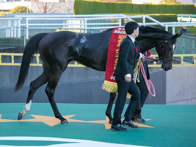 【注目新馬】ソウルスターリング半妹シェーングランツ、父がディープインパクト変わり輝き増せるか