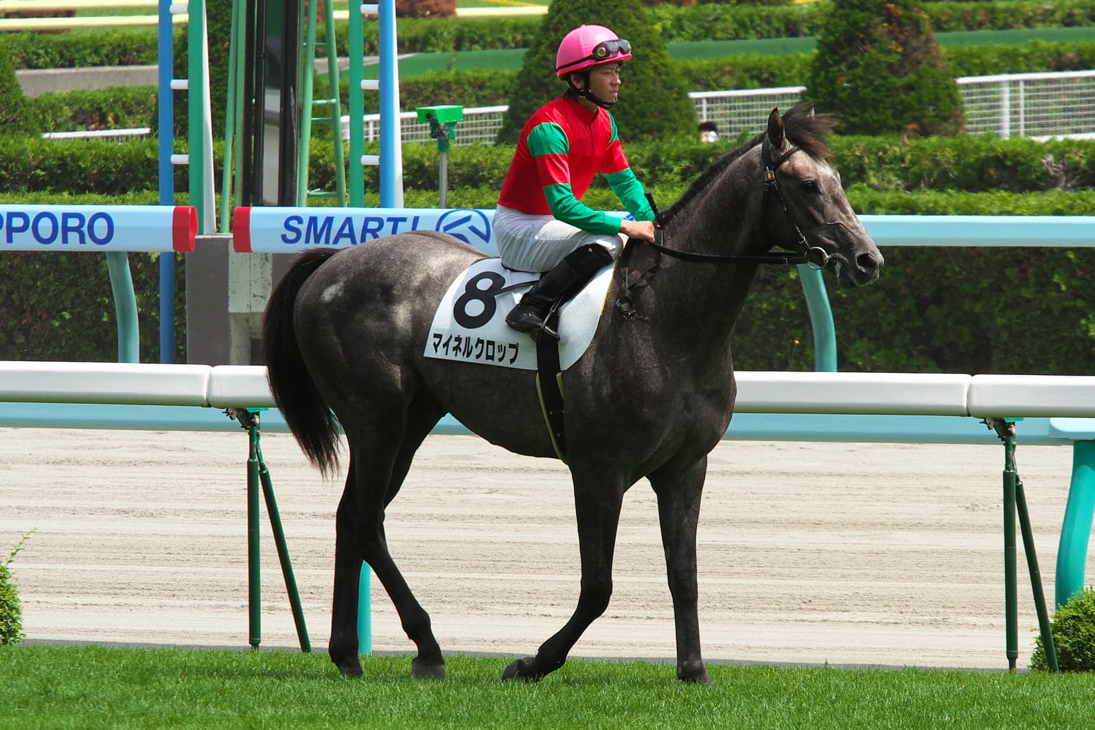 【平安ステークス2017予想】マイネルクロップが穴を開ける！1900mでも問題ナシ！