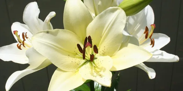 ダービーウィークにひっそり行われる3歳限定オープン競走・白百合ステークス