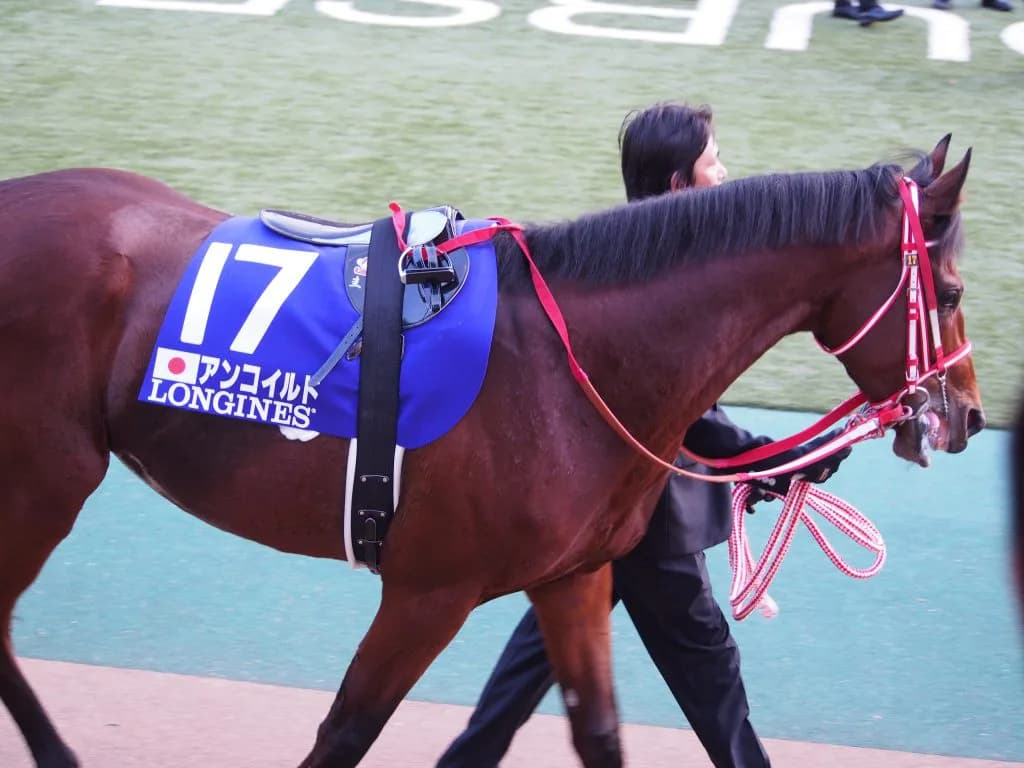 北の大地で復活なるか？アンコイルド物語。