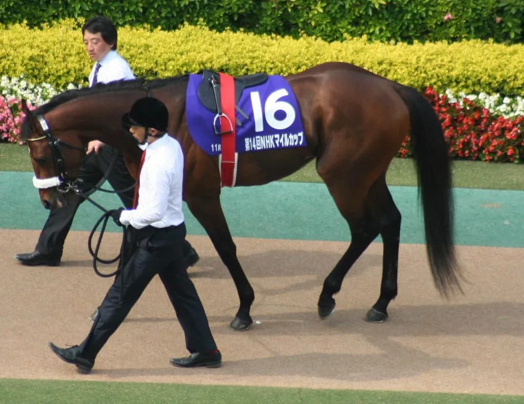 ブレイクランアウトの最高傑作が江の島特別に登場！