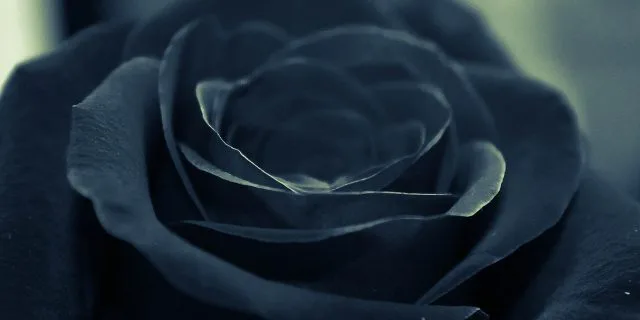 【馬ニアな話】薔薇の系譜