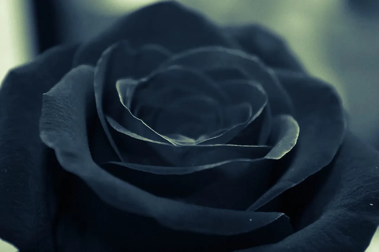 【馬ニアな話】薔薇の系譜