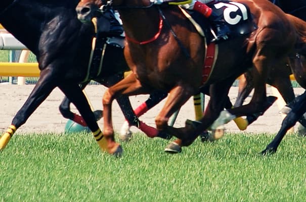 【菊花賞2017予想】ミッキースワロー、持ち前の切れ味で戴冠だ！