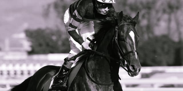 キタサンブラックの遠征中止は賢明な判断だろう