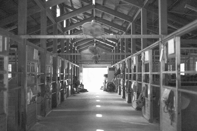 02年の安田記念の勝ち馬アドマイヤコジーン、亡くなる