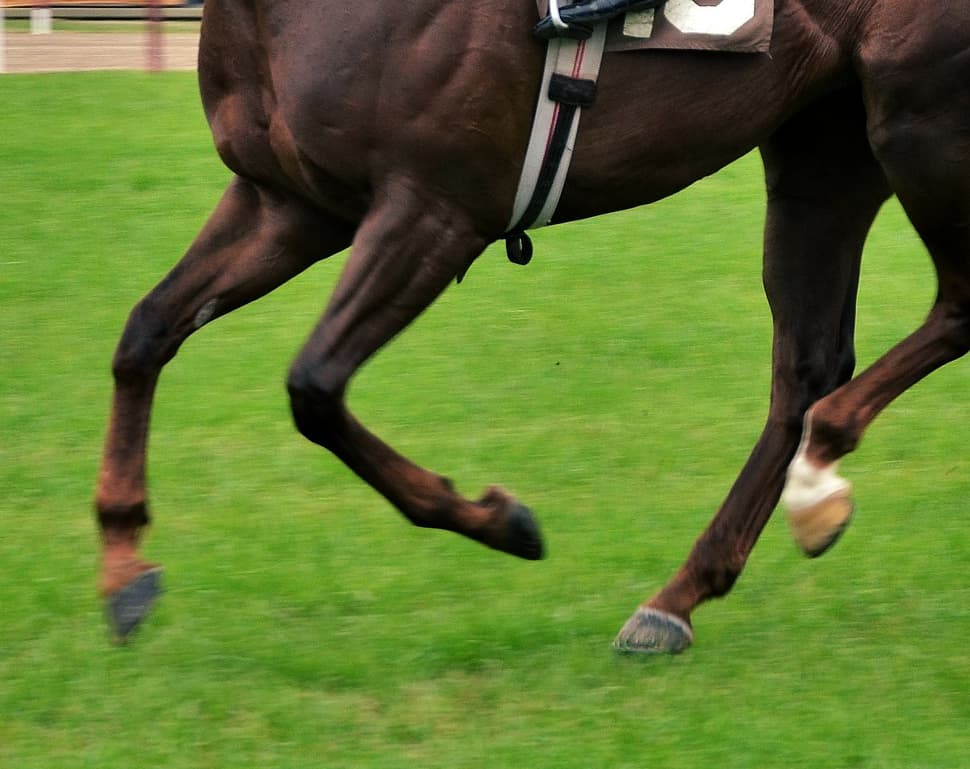 【関屋記念2017予想】逃げ馬が強力なメンバー構成も、適性充分なショウナンバッハの差し切りに期待！