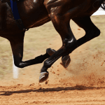 【門司S予想2026】末脚堅実のハギノサステナブル、流れれば勝ち負け必至