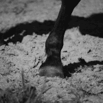 【JRA】ドウデュースが出走取消、右前肢ハ行のため