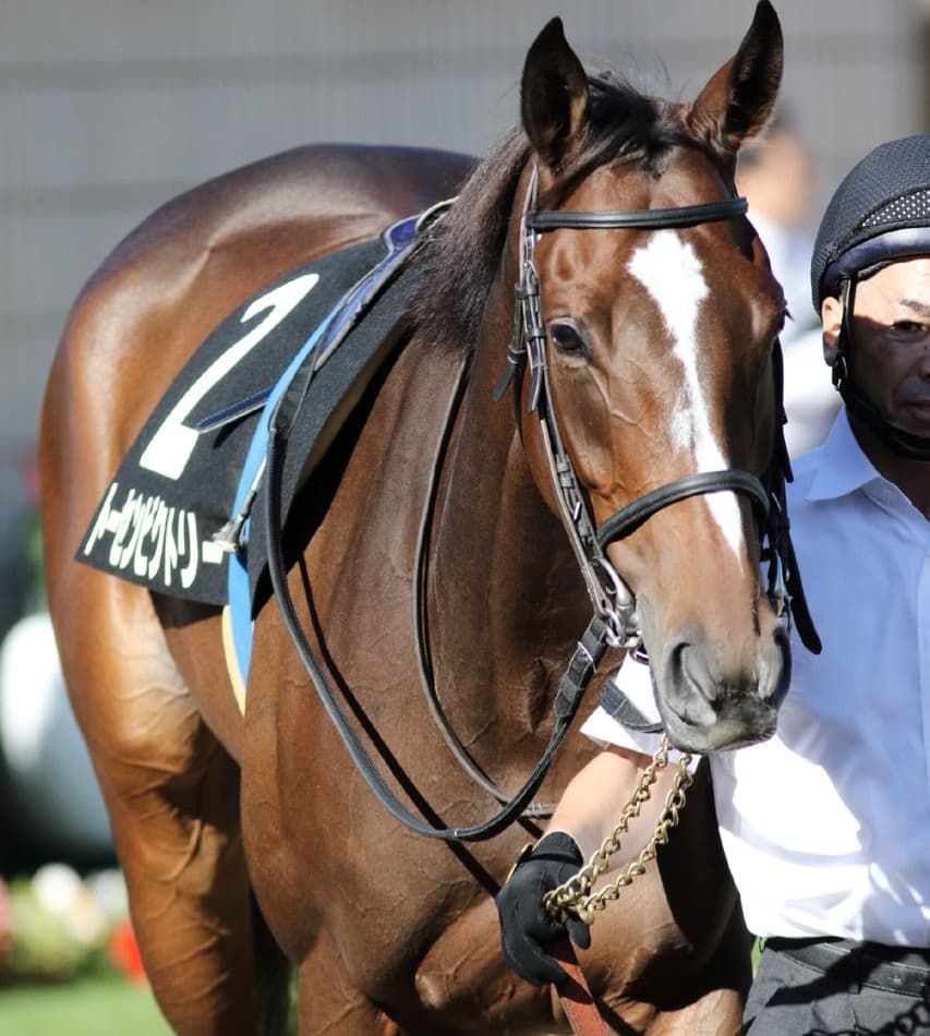 【クイーンS2017予想】データも後押し！器用さが光るトーセンビクトリーに注目